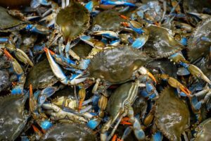 Crab 1