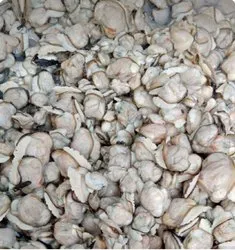 Crab 5