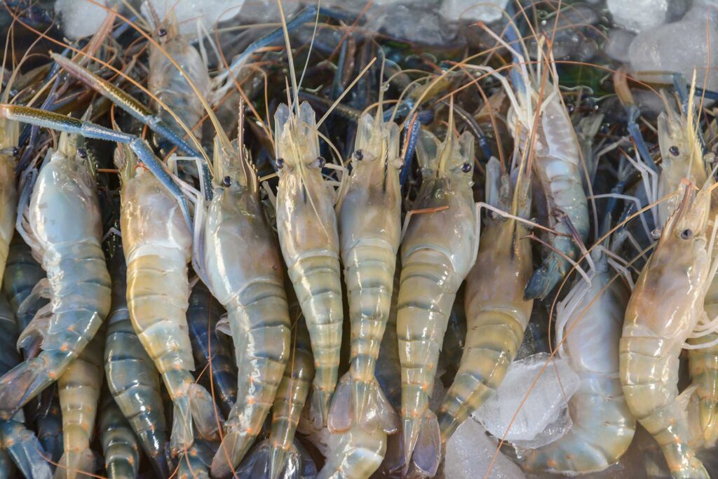Crab 5