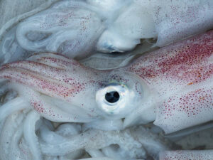 Crab 5