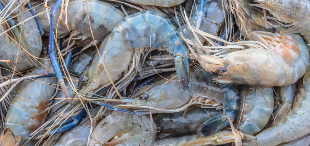 Crab 5
