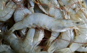 Crab 1